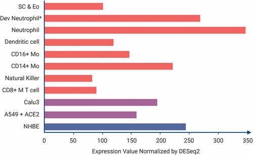 Figure 2. Expression of argonaute 4 (AGO4) in human airway epithelial cells infected with SARS-CoV-2, and peripheral blood cells of patients with COVID-19. Cells with at least moderate expression of AGO4 (defined as an expression value normalized by DESeq2 greater than or equal to 80) after in vitro infection of human bronchial epithelial cells (blue bar) and human airway epithelial cell lines (purple bars) with SARS-CoV-2 [Citation22], and from peripheral blood cells (red bars) recovered from patients with COVID-19 [Citation96]. Expression levels were obtained from immgen.org. Abbreviations: alveolar basal lung adenocarcinoma-derived human airway epithelial cell line modified to express the angiotensin-converting enzyme 2 receptor (A549 + ACE2), lung adenocarcinoma-derived human airway epithelial cell line (Calu3), cluster of differentiation 8 positive memory T cell (CD8+ M T cell), cluster of differentiation 14 positive monocyte (CD14+ Mo), cluster of differentiation 16 positive monocyte (CD16+ Mo), developing neutrophil (Dev neutrophil), eosinophil (Eo), normal human bronchial epithelial cell (NHBE), stem cell (SC). *Developing neutrophils are peripheral immune cells expressing neutrophil granule proteins (i.e., ELANE, MPO, LTF, CTSG, LCN2, and MMP8), but not canonical neutrophil markers (i.e., FCGR3B and CXCR2).