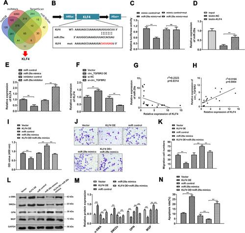 Figure 6 KLF4 acted as a molecular target of miR-29a. (A) The potential target genes of miR-29a were predicted by miRDB, miRWalk, miR-tarbase and TargetScan database. (B) The predicted wild-type (WT) or mutated (MUT) miR-29a binding sites in the 3ʹ-UTR of KLF4 mRNA. (C and D) The binding between miR-29a and KLF4 was determined through Luciferase activity assay (n = 3) (C) and RNA pull down (n = 3) (D). (E and F) qRT-PCR assay was detected to determine the KLF4 mRNA expression level in AD-VSMCs cells that transfected with miR-29a mimics or inhibitor (n = 3) (E), circ_TGFBR2 siRNA or overexpression plasmids (n = 3) (F). (G and H) Pearson analysis was applied to examine the correlation between miR-29a and KLF4 (n = 20) (G) as well as circ_TGFBR2 and KLF4 (n = 20) in clinical AD samples (H). p < 0.05 for the correlations, by Pearson correlation coefficient analysis. (I) The proliferation of AD-VSMCs cells was measured by CCK-8 assay (n = 3). (J and K) The migration ability of AD-VSMCs cells was determined by transwell assay (n = 3). (L and M) The expression of contractile markers (α-SMA, SM22α) and synthetic markers (MGP, OPN) were detected through Western blot assay. (N) The apoptotic cells were detected through flow cytometry.**p < 0.01, ns = non-significant in 2-tailed t-test (C) and Tukey’s post-hoc comparisons test (D, E, F, I, K, M  and N).