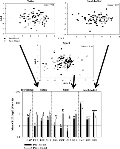 Figure 4. Nonmetric multidimensional scaling (NMS) ordinations of mean catch per unit effort (CPUE) for adult native and sport fishes and small-bodied species during pre-flood (2004–2010), flood (2011), and post-flood (2012) periods in the Lewis and Clark Delta, South Dakota–Nebraska, USA. Multivariate heterogeneity is explained by changes in CPUE of individual species (bottom panel). Different letters indicate significant differences in mean CPUE between time periods for particular species. CAP = common carp; FRD = freshwater drum; RIC = river carpsucker; SHR = shorthead redhorse; BGL = bluegill; CCF = channel catfish; LMB = largemouth bass; SAR = sauger; EMS = emerald shiner; RES = red shiner; SFS = spotfin shiner.