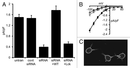Figure 3. Effect of the Lck-STIM1-C construct on CRAC channel activity in RBL cells. (A) Mean (± SE) store-operated CRAC channel currents measured at -80 mV in untransfected cells (untran), in cells expressing a control siRNA (cont siRNA), a STIM1 siRNA (siRNA) and in the same STIM1 siRNA-treated cells expressing an siRNA-resistant wild-type STIM1 (siRNA+WT) or an siRNA-resistant Lck-STIM1-C construct (siRNA+Lck). (B) Mean (± SE) I/V curves for CRAC channels in untransfected RBL cells (black), in STIM1 siRNA-treated cells (open circles) and in the same cells expressing the siRNA-resistant Lck-STIM1-C construct (gray circles). (C) Representative live confocal image of RBL cells expressing the Lck-STIM1-CT construct bearing a C-terminal eGFP-tag.