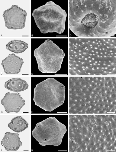 Figure 14. LM (A, D, G, J) and SEM (B, C, E, F, H, I, K, L) micrographs of dispersed fossil Juglandaceae pollen. A–L. Pterocarya sp., pollen with varying number of pori (A, D, G, J), close-ups of aperture membrane (C), distal polar area (E, L), and proximal polar area (J). Scale bars – 10 µm (A, B, D, E, G, H, J, K), 1 µm (C, F, I, L).