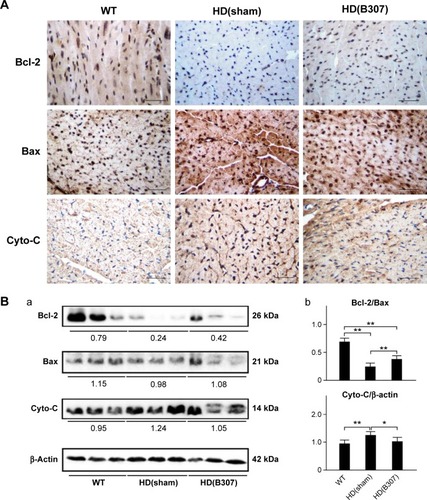 Figure 6 Expressions of Bcl-2, a marker of anti-apoptosis, and Bax and Cyto-C, two markers of apoptosis, in the heart tissue of R6/2 HD mice under oral B307 treatment.Notes: (A) IHC staining illustrates that expressions of Bcl-2 (shown in brown) were weaker than their WT but were enhanced under oral B307 treatment. Further expressions of Bax and Cyto-C (shown in brown) were remarkable in comparison to their WT but were reduced under oral B307 treatment. Scale bars: 25 μm. (B) Western blotting analysis shows the following: (a) Cardiac expression levels of Bcl-2, Bax, and Cyto-C in R6/2 HD mice under sham and oral B307 treatments, and of their WT. (b) Quantified cardiac Bcl-2 levels in R6/2 HD mice were significantly weaker than their WT but were significantly enhanced under oral B307 treatment. Further quantified cardiac Bax and Cyto-C levels in R6/2 HD mice were significantly enhanced in comparison to their WT but were significantly weaker under oral B307 treatment. There were six mice per each group. Values are mean ± SEM (**P<0.01, *P<0.05, two-way ANOVA followed by a Student–Newman–Keuls multiple comparisons posttest).Abbreviations: WT, wild-type littermate controls; HD, Huntington’s disease; Bcl-2, B-cell lymphoma 2; Bax, Bcl-2-associated X protein; Cyto-C, cytochrome C; IHC, immunohistochemical; SEM, standard error of the mean; ANOVA, analysis of variance.