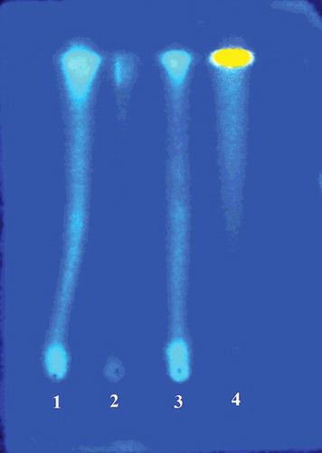 Figure 1. Characterization of the presence of flavonoids and tannins in extracts of flowers of B. laciniosa after staining with NEU's reagent and visualization in a UV camera (365 nm): (1) Bl-EtOH; (2) Bl-CH2Cl2; (3) Bl-MeOH; (4) quercetin standard.