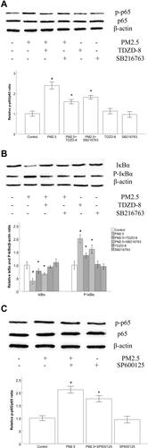 Figure 6 GSK-3β inhibitors and JNK inhibitors suppressed PM2.5-induced NF-κB activation and IkBα degradation in HBECs.