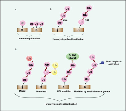 Figure 1. Diverse Ub-signals communicate different biological messages. (a) The diverse Ub-linkages coordinate different biological outcomes such as mono or multi-mono ubiquitination transmit signals for localization, control the activity of ubiquitinated substrates, proteolysis mediated by Ub-proteasome system, and autophagy. (b) K48 and K11 linkages usually transmit signals for degradation of short-lived folded proteins performed by 26S proteasome. K48-linked chains transmit signals for autophagic removal of invading pathogens and misfolded protein aggregates. K63-linked Ub chains transmit signals to remove aggregated proteins and participate in xenophagic clearance of invading cytosolic bacteria by autophagy. Diverse non-degradative processes are regulated by K63 linkages, including activation of DNA damage repair, assembly, and activation of signaling complexes. The main functions of K48- and K63-linked Ub chains are known. However, the crucial roles of newly discovered atypical linkages, including K6, K27, K29, and K33, are less known. Met1-linked linear chain takes part in removing invading pathogens, damaged mitochondria and activates the NFKB1 signaling pathway. (c) Small molecule modifiers of Ub such as acetylation, phosphorylation, and neddylation control various Ub functions. The functions of more complex hetero conjugated Ub are emerging now. S, substrate; Ub, ubiquitin; NEDD8, NEDD8 ubiquitin like modifier.
