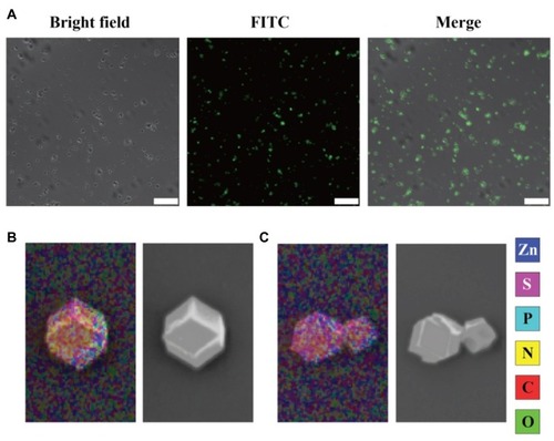 Figure 2 (A) The CLSM image of FITC-RNase A@ZIF-8 nanoparticles. Scale bar: 100 μm. (B and C) Elements mapping analysis of ZIF-8 and RNase A@ZIF-8 nanoparticles.