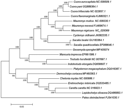 Figure 1. Maximum Likelihood tree based on 20 complete mitochondrial genome sequences of Tesudines with Palea steindachneri as an outgroup. Alphanumeric terms indicate the GenBank accession numbers.