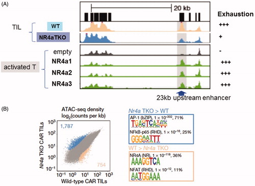 Figure 4. Effect of NR4a factors on PD-1 gene chromatin status and target sequences. (A) The upper two panels show ATAC-seq analysis of the PD-1 gene (pdcd1) in WT and Nr4a-triple KO (TKO) T cells in the tumor. The lower 4 panels show activated T cells in which each NR4a gene or control cDNA (empty) is introduced. The 23 kbp upstream enhancer is shown. (B) The left panels show the comparison of ATAT-seq density between WT and NR4a3-TKO CAR T cells. Concentrated transcription factor binding sites in the region that are differentially activated are shown on the right. Data are from reference [Citation77].