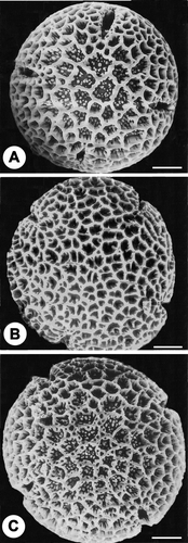 Figure 2A–C SEM micrographs of pollen ofChorisia sp. and F1 hybrid‐ reproduced from Chaturvedi et al. Citation(1993): (A) C. insignis (female parent). (B) C. speciosa (male parent). (C) Pollen of F1 hybrid. Scale bar – 10 µm.