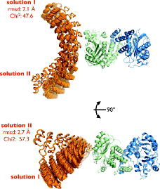 Figure 6. Docking of the cytoplasmic domain of erythrocyte band 3, and ankyrin-R repeats 13–24 [Citation20]. The docking solutions for the ankyrin structure based on 20 PELDOR distances are shown as orange loop models. The erythrocyte band 3 dimer is shown as cartoon model (green and blue). MtsslDock finds two solutions for the problem (solution I and solution II). In the bottom panel, the structure is rotated by 90°.