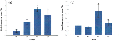 Figure 7. Variation of the apoptotic index G0, G1, G2, and G3. Apoptosis score in G0, G1, G2, and G3: (a) apoptosis score in the adrenal cortex and (b) apoptosis score in the adrenal medulla.