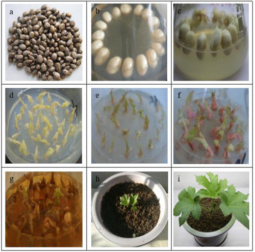 Figure 2. Genetic transformation and domestication and transplanting process of castor bean leaf section.Notes: (a): castor seeds; (b): ramie peeled seeds inoculated in the medium; (c): the state when the cotyledonary nodes are cut; (d): pre-culture; (e): co-cultivation; (f): resistance screening; (g): domestication and transplanting state; (h) -（i）: state after transplanting.