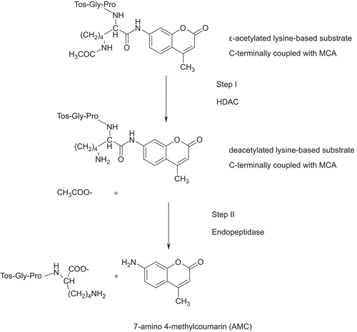 Figure 1.  Schematic overview over the assay reactions (CitationWegener et al., 2003). In step I the enzyme was incubated with the acetylated substrate and in step II by subsequent addition of an activator solution which contains endopeptidase and TSA the enzymatic reaction was stopped and the fluorophore was released.