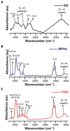 Figure S2. Fourier transform infrared absorbance spectra of (A) GO, (B) MPHs, and (C) FGO.Abbreviations: GO, graphene oxide; MPHs, metalloid polymer hybrid nanoparticles; FGO, functionalized graphene oxide.