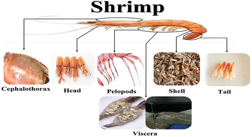 Figure 2. Valuable parts of shrimp waste.
