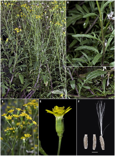 Figure 2 Senecio australis. A, Growth habit of S. australis [cultivated plants ex Motukino (Fanal Island), Mokohinau Islands]; B, mid-cauline leaves; C, basal cauline leaves; D, inflorescence; E, close-up of captiulum; F, cypsela (scale bar = 1 mm).