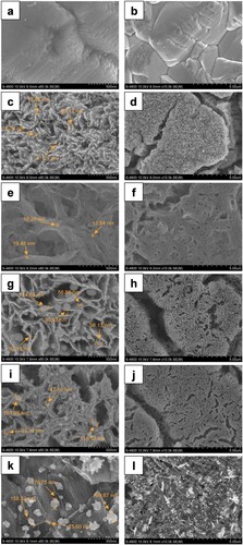 Figure 6. FESEM images (with different magnifications) of Zn/Cu substrate (a, b), unmodified ZnO/Zn/Cu (c, d), Ag-ZnO/Zn/Cu-0 (e, f), Ag-ZnO/Zn/Cu-1 (g, h), Ag-ZnO/Zn/Cu-2 (i, j), and Ag-ZnO/Zn/Cu-3 (k, l) samples.