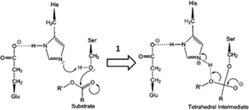 Figure 2. Proposed first step of the catalytic mechanism of hydrolysis catalysed by CEs (adapted from Yu and collaboratorsCitation42).