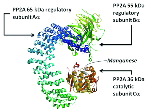 Figure 1. Structure of PP2A (PDB ID: 3dw8,Citation38). The quaternary protein structure is shown, composed of the catalytic subunit Cα, the 65 kDa regulatory subunit Aα, and the 55 kDa regulatory subunit Bα. The two manganese atoms present in the catalytic subunit are also shown.