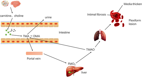 Figure 2 Metabolic process of TMAO in vivo. Metabolism of TMAO: (I) TMA is absorbed into blood and oxidized to TMAO; (II) Excretion pathway of TMAO and other metabolites; (III) Metabolic reversal.Citation15,Citation21–23