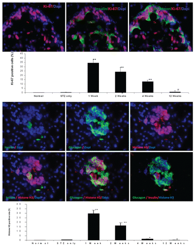 Figure 6 Top panel: Ki-67 staining shown in the nucleus of insulin and glucagon positive cells in the pancreas of diabetic rat one week after UTMD with cyclin D2/CDK4/GLP1 (animals euthanized one week after UTMD), x600 magnification; the graph is a plot of the percentage of Ki-67 positive cells in total β cells for all experimental groups. #p > 0.05 vs. Normal group and STZ group; **p < 0.0001 vs. normal and STZ groups. n = 6 animals, Error bars represent mean ± SEM, N values are numbers of pancreas analyzed for each group. Third panel: Insulin and glucagon positive cells are self-duplicating in the pancreas of diabetic rat one week after UTMD with cyclin D2/CDK4/GLP-1 genes (animals euthanized one week after UTMD). Histone H3 (phospho-Ser10) (a mitosis marker) is clearly seen in the nucleus of insulin and glucagon positive cells, x600 magnification. Bottom panel is a plot of the percentage of Histone H3 positive cells in total β cells for all experimental groups. #p > 0.05 vs. Normal group and STZ group; **p < 0.0001 vs. normal and STZ groups. n = 6 animals, Error bars represent mean ± SEM, N values are numbers of pancreas analyzed for each group.