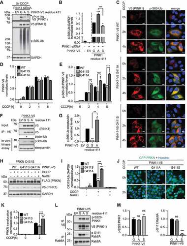 Figure 2. PINK1G411A results in increased Ub substrate phosphorylation. (A) Immunoblot analysis of HeLa cells transfected with PINK1 siRNA and with empty vector (EV), or siRNA-resistant V5-tagged WT PINK1, PINK1G411A, or PINK1G411S, and treated with CCCP as indicated. (B) p-S65-Ub levels were quantified by densitometry. Shown is the normalized mean ± SD of three independent experiments. (C-E) High content imaging (HCI) analysis of HeLa cells transiently transfected with PINK1 siRNA and siRNA-resistant V5-tagged WT PINK1, PINK1G411S, or PINK1G411A constructs. Cells were left untreated or treated with CCCP for the indicated times, and then fixed and stained with anti-V5 (PINK1, red) and anti-p-S65-Ub (green) antibodies. Nuclei were labeled with Hoechst 33342 (blue). (C) Representative confocal images are shown for all PINK1 variants and time points. Scale bars: 10 µm. HCI quantification of PINK1-V5 (D) and p-S65-Ub (E) signal normalized to the respective PINK1-V5 levels for each individual cell are presented as mean ± SEM. (F, G) In vitro kinase assays with PINK1-V5 immunoprecipitated from HeLa cells and biotinylated Ub as substrate. (F) Immunoblot analysis of the reactions using V5 and p-S65-Ub antibodies as well as streptavidin-HRP as a loading control. (G) p-S65-Ub levels normalized to total biotinylated Ub are shown as mean ± SD. (H, I) Immunoblot analysis of Ub-charging of the E3 ligase PRKN. HeLa stably expressing 3xFLAG-PRKNC431S were transiently transfected with PINK1 siRNA and siRNA-resistant V5-tagged WT PINK1, PINK1G411S, or PINK1G411A constructs, and were left untreated or treated with CCCP for 1 h. (H) PRKN activation was then assessed by anti-FLAG and an 8-kDa band shift that collapses upon treatment with NaOH. (I) The level of Ub-charging of PRKN is shown as the normalized mean ± SD of three independent experiments. (J, K) HCI and quantification of PRKN translocation to damaged mitochondria. HeLa stably expressing GFP-PRKN were transiently transfected with PINK1 siRNA, mCherry expressing vector and siRNA-resistant V5-tagged V5 WT PINK1, PINK1G411S, or PINK1G411A. (J) Shown are representative merge images with green GFP-PRKN epifluorescence and nuclear Hoechst signal in blue. Scale bars: 20 µm. (K) Values represent the normalized mean ± SD of four independent experiments. (L, M) V5-tagged PINK1 WT, PINK1G411A or PINK1G411S were transfected into PINK1 KO HEK293E cells. PINK1 was immunoprecipitated with V5 and RAB8A with RAB8A antibodies. Precipitates were loaded onto a gel and immunoblots were probed with phospho-specific and total antibodies for PINK1 and RAB8A, respectively. Three independent experiments were quantified. Statistical significance was assessed with one-way (B, G, M) or two-way (D, E, I, J) ANOVA and Tukey’s post hoc test (* p < 0.05, ** p < 0.005, *** p < 0.0005). Asterisks on top of data points indicate statistical difference to WT PINK1, while comparison between PINK1G411A and PINK1G411S is indicated by brackets.