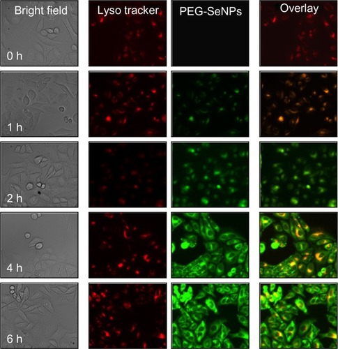 Figure 3 Cellular uptake and intracellular localization of 6-coumarin-loaded PEG-SeNPs in R-HepG2 cells.Abbreviations: PEG-SeNPs, polyethylene-glycol-nanolized selenium nanoparticles; R-HepG2, drug-resistant hepatocellular carcinoma.