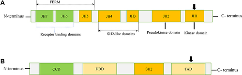 Figure 1 Schematic diagram of JAK and STAT structures. (A) JAKs contain a FERM domain (400 amino acid residues) that associates with receptors, a SH2 domain (100 amino acid residues) that binds phosphorylated tyrosine residues, and a kinase (JH1) domain (250 amino acid residues) and pseudo kinase (JH2) domain (300 amino acid residues). The arrowhead pointed downward (JH1) indicates phosphorylation sites (tyrosine residues) needed for JAK activation. (B) STATs contain a CCD for dimerization, a DBD, a SH2 domain, and a TAD for transcriptional activation of target genes. The arrowhead pointed downward (TAD) indicates the conserved tyrosine residue required to be phosphorylated for STAT activation. N and C represents the amino- and carboxy-terminal ends respectively.