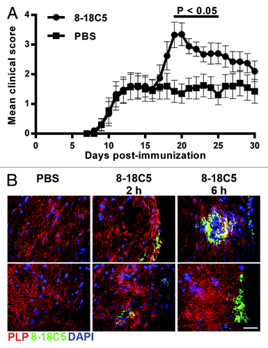 Figure 1. Exacerbation of EAE by transfer of 8–18C5 mAb into hMOG35–55-immunized C57BL/6 mice. C57BL/6 mice were immunized with hMOG35–55 (Materials and Methods) and treated with 200 ng pertussis toxin on days 0 and 2. On day 15, in (A) mice were sorted into equivalent groups (n = 10 mice/group; mean disease score of ~1.5) and were injected intravenously with 200 μg 8–18C5 or PBS vehicle. Mice were scored daily. Error bars indicate SEM. Significant differences (p < 0.05; Student’s t-test for pairwise comparison of groups) between 8–18C5 and PBS treated mice are indicated by a bar. (B) mice were sorted into equivalent groups (n = 6 mice/group for 8–18C5 and 2 mice/group for PBS) and were treated as in (A), except that 200 μg Alexa 647-labeled 8–18C5 or PBS vehicle was injected on day 15. Spinal cords were harvested at 2 or 6 h post-delivery of 8–18C5 or PBS, stained with anti-PLP antibody (pseudocolored red) and imaged. Cropped images of representative data are shown. Alexa 647-labeled 8–18C5 and DAPI stained nuclei are pseudocolored green and blue, respectively. For the PBS-injected group the upper and lower images correspond to spinal cord harvested at 2 h and 6 h post-delivery, respectively. The upper and lower panels in the 8–18C5 treated groups correspond to spinal cord harvested at either 2 h (middle column) or 6 h (right column) post-delivery. Bar = 50 μm.