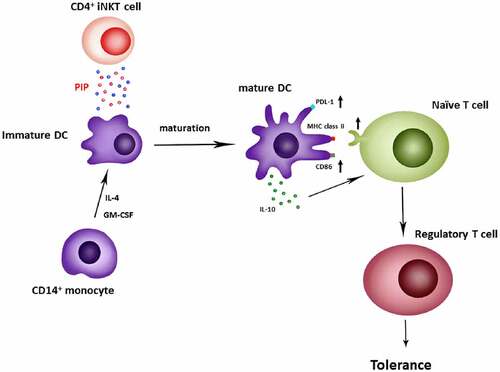 Figure 10. Generation of regulatory T cells through PIP secreted from CD4+ iNKT cells. Anti-CD3/anti-CD28 Ab-activated CD4+ iNKT cells secrete PIP to upregulate PDL-1, MHC class II, and CD86 expression on the surfaces of DCs. Matured DCs also secrete IL-10 cytokine. Finally, mature DCs induce regulatory T cell proliferation from naïve T cells