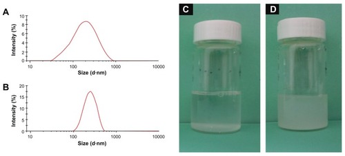 Figure 3 Particle size distributions of MSNs (A) and NMChS-MSNs (B) measured by DLS, and photographs of MSNs (C) and NMChS-MSNs (D) solutions after 12 hours placement.Abbreviations: TEM, transmission electron microscopy; MSNs, mesoporous silica nanoparticles; NMChS-MSNs, O-maleyl chondroitin sulfate functionalized mesoporous silica nanoparticles; DLS, dynamic light scattering.