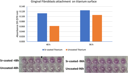 Figure 3 Gingival fibroblast attachment to Sr-coated and uncoated Ti surfaces after 48 hours and 96 hours of incubation.