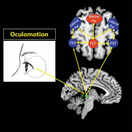 Figure 1. Oculomotor network. Visuospatial sensory information obtained from oculomotion travels to the superior colliculus in the midbrain via cranial nerves III, IV, and VI. The superior colliculus can project visuospatial afferents to the frontal eye field (FEF) to engage the dorsal visual stream, which is a functional component of the dorsal attentional network that helps guide one’s visuospatial processing of the external environment. The FEF functionally connects with the lateral posterior parietal cortex (Par), where one can process visuospatial details related to one’s viewer-centred egocentric perspective (i.e. identifying one’s self-location). The FEF also interacts with the supplementary eye field (SEF), which maintains connections with both the lateral and medial parietal cortices. The SEF, through its connections with the parietal cortex, can process visuospatial details from both an egocentric and observer-centred allocentric perspective, as it can identify one’s self-location based on identifying objects or external locations in the environment. The eye clipart image was retrieved and adapted from a free public domain (clker.com, Rolera LLC).