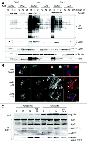 Figure 4. Aberrant Cdk1 activity and cyclin B1 degradation in Aurora B-null cultures. (A) Aurkb(lox/lox) cells were transduced with AdGFP- or AdCre- [to generate Aurkb(Δ/Δ) cells as indicated in Fig. 3] expressing viruses and arrested in S-phase with aphidicolin, released in the presence of DMSO, nocodazole (Noc) or taxol and harvested for protein lysates at the indicated time points. The protein levels of Aurora B, cyclin B1, securin and Tpx2 and the phosphorylation of MPM2 antigens or Cdk substrates were analyzed by immunoblot with specific antibodies. (B) Immunofluorescence to detect cyclin B1 (CycB1, green) or α-tubulin (α-tub, red) in Aurkb(lox/lox) or Aurkb(Δ/Δ) cultures 48 h after serum addition as represented in Figure 3A. Cells with several nuclei or micronuclei (arrow) as well as cells with multiple centrosomes (arrowheads) frequently accumulate nuclear cyclin B1 in the absence of Aurora B. DAPI, blue. Scale bars, 10 μm. (C) Induction of p21Cip1 and formation of p21Cip1-Cdk1 complexes with reduced Cdk1 activity in Aurora B-null cells. The protein levels of p21Cip1 in the extract or after immunoprecipitation of Cdk1 are shown by specific antibodies. The levels of Cdk1, cyclin B1 or phosphorylated (Tyr15) Cdk1 are also detected after immunoprecipitation of Cdk1. The ability of these complexes to phosphorylate histone H1 (P-H1) is also shown. Time points indicate hours after stimulation with serum in the absence or presence of nocodazole (Noc).