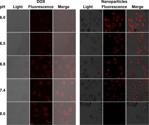Figure 5 Fluorescence microscopic images of HuCC-T1 cells after one hour of incubation with free doxorubicin or DexPHS-2 nanoparticles incorporating doxorubicin at various pHs.Abbreviations: DOX, doxorubicin; DexPHS, dextran-b-poly(L-histidine).