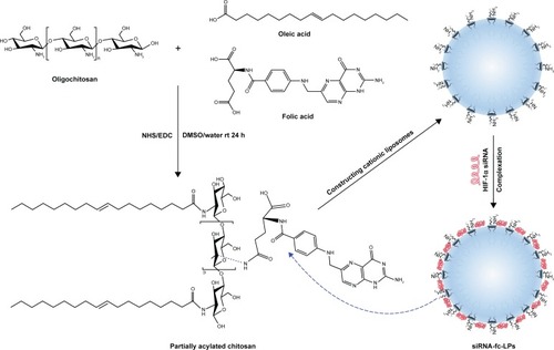 Figure 1 The synthetic route of folate/oleic acid-diacylated oligochitosans (left) and schematic preparation of siRNA-loaded folate-cationic liposomes (right).Abbreviations: siRNA, small interfering RNA; HIF-1α, hypoxia-inducible factor-1α; siRNA-fc-LPs, siRNA-loaded folate-decorated cationic liposomes; NHS, N-hydroxysuccinimide; EDC, N-(3-dimethylaminopropyl)-N′-ethylcarbodiimide hydrochloride; DMSO, dimethylsulfoxide