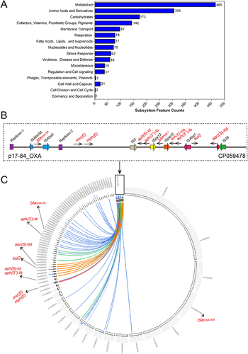 Figure 1 RAST annotation, p17-84_OXA plasmid structure and mapped to the genome of A. pittii TCM2 clinical isolate. (A) Counts of subsystem based on RAST annotation. The number of each subsystem category is shown on the right of column. (B) Structure of p17-84_OXA plasmid (GenBank accession number: CP059478). Resistance genes (black arrows with red names), replicons (purple), and ISs with different colors are shown. (C) Comparison between p17-84_OXA plasmid and A. pittii TCM2 strain genome. The lines with different colors represent homologous regions with high identity. Resistance genes located in distinct contigs and labeled with red names.