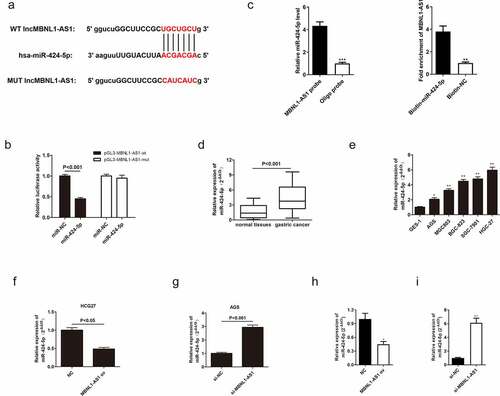 Figure 5. MBNL1-AS1 directly targets and negatively regulates miR-424-5p. (a) The potential binding sites between MBNL1-AS1 and miR-424-5p. (b) Dual-luciferase assay showing the direct interaction between MBNL1-AS1 and miR-424-5p. (c) RIP experiment showed that MBNL1-AS1 directly targeted miR424-5p. (d) The expression level of miR-424-5p in 60 pairs of gastric cancer patient tissues and normal tissues. (e) The expression level of miR-424-5p in five gastric cancer cell lines (AGS, MGC803, BGC-823, SGC-7901, HGC-27) and human gastric mucosal epithelial cell line GES-1. (f) qRT-PCR assay examining miR-424-5p level in HGC-27 cells transfected with MBNL1-AS1 ov or NC. (g) qRT-PCR assay examining miR-424-5p level in AGS cells after transfection with si-MBNL1-AS1 or si-NC vectors. (h) qRT-PCR assay for miR-424-5p expression in HGC-27 cells that were transfected with MBNL1-AS1 ov and NC among xenograft tumors. (i) qRT-PCR assay for miR-424-5p expression in AGS cells that were transfected with si-MBNL1-AS1 and si-NC among xenograft tumors.