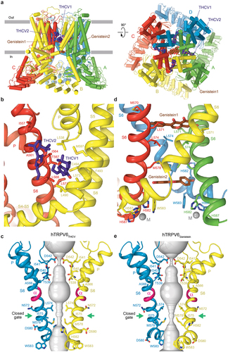 Figure 6. Structures of TRPV6 in complex with natural inhibitors THCV and genistein. a, side (left) and top (right) views of hTRPV6Gen (PDB ID: 8FOA), with hTRPV6 subunits (A-D) colored green, yellow, red, and blue. Molecules of genistein (brown) and THCV (purple) from hTRPV6THCV (PDB ID: 8SP8) are shown as space-filling models. b,d, expanded views of the THCV (b) and genistein (d) binding sites. THCV (purple) and genistein (brown) molecules are shown as stick models. c,e, ion conduction pathway (gray) in hTRPV6 bound to THCV (c) and genistein (e), with residues lining the selectivity filter and around the gate shown as stick models. Only two of four subunits are shown, with the front and back subunits removed for clarity. The region undergoing α-to-π transition in the middle of S6 is colored pink. The gate region is indicated by green arrows. Adapted from [Citation66,Citation110].