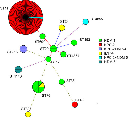Figure 1 Minimum spanning trees of 94 CRKP isolates. Each node represents a single ST. The size of the nodes was proportional to the number of strains within the represent ST. The color distribution represents distribution of carbapenemase genes among different STs.