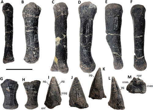 Figure 32. Comptonatus chasei gen. et sp. nov. (IWCMS 2014.80). Metacarpals (MC) and left pollex. MCII (R) A, dorsal, B, lateral; MCIII (L) C, dorsal, D, lateral; MCIV (L) E, dorsal, F, lateral; MCV (R) G, dorsal, H, lateral; Pollex (L) I, dorsal, J, ventral, K, posterior, L, anterior, M, lateral. Abbreviations: ag, anterior nail groove; ccas, concave articular surface; cvas, convex articular surface; em, everted margin; pg, posterior nail groove; roar, roughened area; vcpg, ventral curvature in posterior nail groove. Scale bar represents 50 mm.