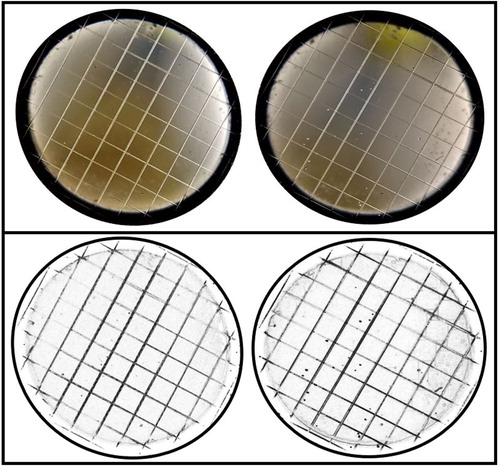 Figure 5. The counting stage before and after adjusting the images.
