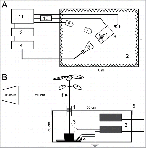 Figure 1. Experimental set-up for real-time monitoring of plant temperature and EPV in response to EMF. Top view of the general arrangement (A): Plants (1) were illuminated inside a wide (72 m3) anechoic chamber (2). The EMF was generated by a signal generator (3) connected to an amplifier (4) and emitted by a horn-antenna (5). The EMF was monitored by a field probe (6). Temperature of the plant was monitored by a thermal video camera (7) itself tracked by a security camera (8). The electrical potential monitoring system was shielded inside a small faraday box (9). Output signals from the electrophysiological amplifiers were transmitted to a data acquisition cartridge (10) through BNC shielded cables. An external computer allowed all signals control and monitoring (11). Detailed profile view of the shielded set-up (B): only the upper part (≈ 30 cm) of the plant stem (with leaves) was EMF exposed. The distance plant-antenna was ≈ 50 cm. The small arrow on the plant stem symbolizes the EMF focalizing point (f). The plant was immobilized inside the small Faraday box through a tubular metallic wave-guide (1) by a polystyrene holder. The rest of the plant, the 2 very high impedance amplifiers (2), the extra-thin tungsten measuring electrodes (3) and the reference cells (4) were all protected from the EMF inside the shielding box (5). The 2 measuring electrodes were hand inserted perpendicularly to each other in the plant stem and spaced by 5 to 7 cm. The references cells and the Faraday box were connected to the ground.