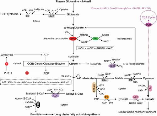 Figure 5. Coordinated interactions between glycolysis, citrate cleavage enzyme, and glutaminolysis for the fatty acids biosynthesis in growing tumor cells. Based on the very low activity of the TCA cycle in growing tumor cells, glucose is diverted away from mitochondrial acetyl-CoA and citrate production. Alternatively, glutamine-derived α-ketoglutarate (α-KG) and its subsequent reductive carboxylation by NADPH-dependent isocitrate dehydrogenase 2 (IDH2) results in citrate production. The latter is then converted to acetyl-CoA and oxaloacetate by the citrate cleavage enzyme (CCE). This extramitochondrial acetyl-CoA is used for long chain fatty acids biosynthesis. The enzymic decarboxylation of oxaloacetate by the cytosolic phosphoenolpyruvate carboxykinase 1 (PEP-CK1) results in phosphoenolpyruvate (PEP) formation which finally is primarily converted into lactate which leads to tumor acidic microenvironment. Marginal amount of pyruvate is also dispatched to mitochondrion. The oxaloacetate-to-malate conversion by NADH-dependent malate dehydrogenase (MDH) and the subsequent malic enzyme mediated decarboxylation of malate into pyruvate maintain the regeneration of NAD+ and a continual supply of NADPH, respectively. NAD+ regeneration ensures the perpetuation of the glycolysis pathway, whereas the generation of NADPH supports lipogenesis. The energy-linked nicotinamide nucleotide transhydrogenase (Nnt) acts as an effective buffer system and catalyze the direct transfer of a hydride ion between NADH and NADPH. The interconnection between the NADPH consuming reductive carboxylation and NADPH producing oxidation of α-KG is also demonstrated.