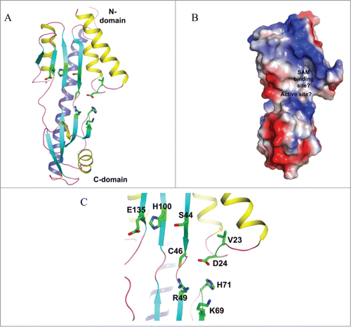 Figure 4. Crystal structure of yeast TYW4. (A) Apo structure of TYW4 (PDB id : 2ZWA). The three domains of TYW4 are colored and labeled. The N-terminal helices are shown as yellow. (B) Structure of TYW4 in complex with SAM (PDB id : 2ZW9). SAM is depicted as a stick model with black for carbon atoms. The N-terminal helix is shown as yellow. (C) The active site of TYW4 in which the side chains of Y229 and R88, and SAM are shown as stick models. The flexible loop of C-domain is shown in magenta and is labeled. The substrate binding site is labeled.