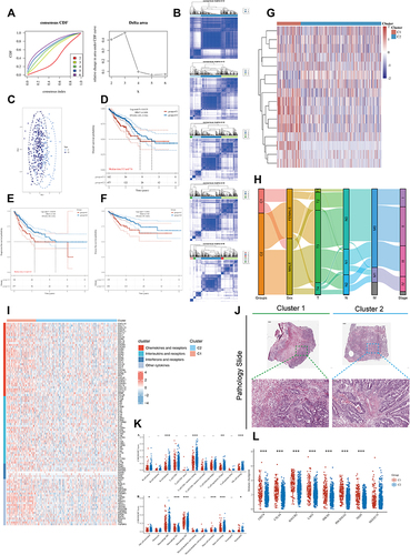 Figure 2 The landscape of connexins in CRC and the characteristics of two clusters. (A) The cumulative distribution function (CDF) curves in consensus cluster analysis. CDF curves of consensus scores by different subtype numbers (k = 2, 3, 4, 5, and 6) were displayed. Relative change in area under the CDF curve for k = 2–6 was also shown. (B) The consensus score matrix of all samples when k = 2–6. (C) The PCA distribution of TCGA-COADREAD samples by expression profile of connexins. Each point represents a single sample; different colors represent the C1 and C2 clusters respectively. (D–F) Survival analysis of (D) OS, (E) PFS, and (F) DFS based on two clusters. (G) Expression distribution of 21 connexins between two clusters, connexins with 0 expression in most samples have been removed. (H) Distribution of clinical characteristics of two subtypes, including ‘tumor-node-metastasis” (TNM) stages and pathological stage. (I) The thermogram shows variations in mRNA expression of chemokines, interleukins, alterons, and other cytokines between two clusters. (J) Representative pictures of pathological HE staining of two clusters. (K–L) The differences of (K) TME infiltrating cells and (L) common immune checkpoints between the two connexins phenotypes (Kruskal–Wallis test). (*P < 0.05, **P < 0.01, ***P < 0.001).