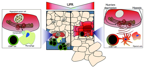 Figure 1. The bi-faced role of the unfolded protein response on antitumor T-cell immunity. Hyperploid cancer cells are capable of inducing an antitumor immune response via the unfolded protein response (UPR)-dependent translocation of calreticulin to the cell surface. Cell surface calreticulin promotes macrophage-mediated phagocytosis, ultimately leading to the selective elimination of hyperploid cancer cells by CD8+ T cells (left). UPR-experiencing malignant cells polarize tumor-infiltrating myeloid cells toward a pro-inflammatory/immunosuppressive phenotype characterized by inefficient antigen presentation and CD8+ T-cell cross-priming, ultimately derailing antitumor T-cell immunity and facilitating tumor outgrowth.