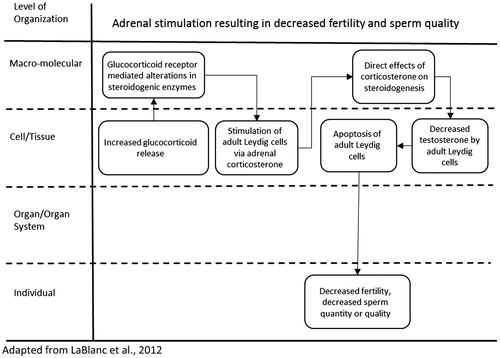 Figure 6. An AOP for adrenal stimulation resulting in decreased fertility and sperm quality.