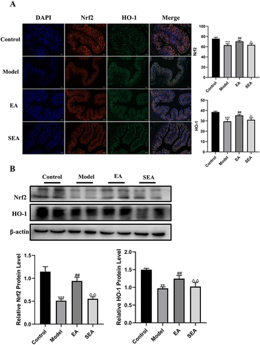 Figure 4 The effects of EA on the Nrf2/HO-1 signaling pathway in COLON tissue. (A) Immunofluorescence of colon tissue (scale bar = 100 µm). (B) Immunoblot analysis of individual protein expression (β-actin as internal reference). n= 4, values are mean ± SEM; ** p < 0.01,*** p < 0.001 (Control vs Model); ## p < 0.01 (Model vs EA); Δ p < 0.05, ΔΔ p < 0.01 (EA vs SEA).