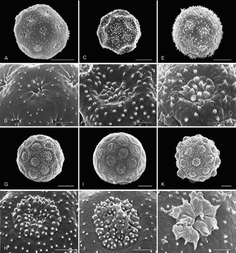 Figure 1. Pollen grains (general view; aperture detail below) of selected Amaranthaceae, arrangement reflecting relationships in Fig. 4 : Psilotrichum ferrugineum, Allmaniopsis, and basal achyranthoids. A, B. Psilotrichum ferrugineum; C, D. Allmaniopsis fruticulosa; E, F. Psilotrichum africanum; G, H. Arthraerua leubnitziae; I, J. Calicorema capitata; K, L. Pupalia lappacea. Scale bar – 5 μm (A, C, E, G, I, K); 2 μm (B, D, F, H, J, L).